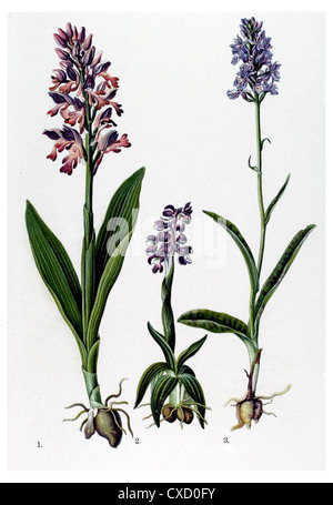 Orchis Rivini Gouan Banque D'Images