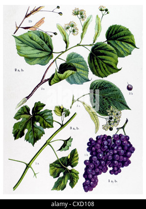 Vitis vinifera Banque D'Images