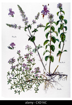 Thymus vulgaris Banque D'Images