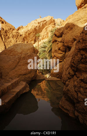 Vue de la source d'eau dans l'oasis de Chebika en Tunisie Banque D'Images