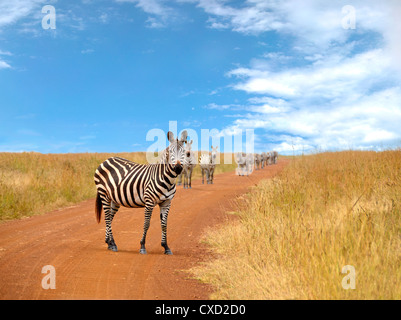 Curieux zèbres à la recherche et de l'article sur la route de Savannah avec bleu ciel nuageux dans l'arrière-plan Banque D'Images