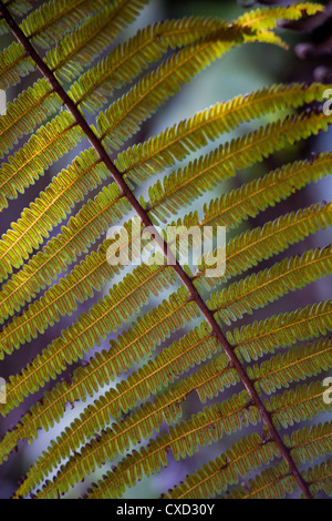 Spores sur la face inférieure d'une fronde de fougère, Népal Banque D'Images