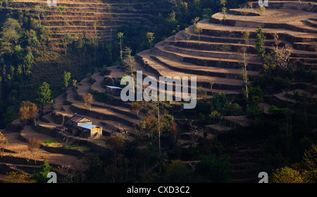 Petit village et champs en terrasses sur les contreforts de l'Himalaya, près de Kutumsang, Région de l'Helambu, Népal Banque D'Images