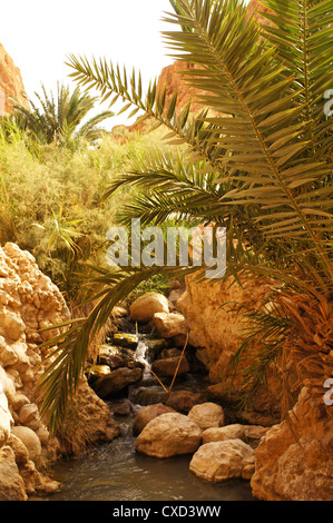 La source d'eau dans l'oasis de Chebika en Tunisie Banque D'Images