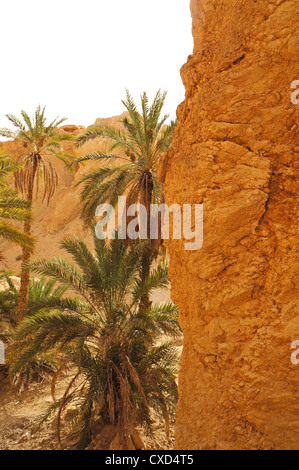 Vue sur les palmiers de l'oasis de Chebika en Tunisie Banque D'Images
