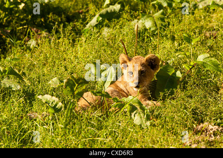 Lion de Barbarie (Panthera leo leo) couché dans l'herbe haute Banque D'Images