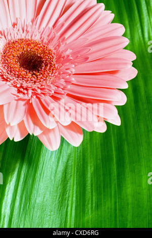 Gerbera rose Banque D'Images