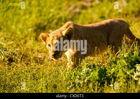 Lion de Barbarie (Panthera leo leo) Marcher dans l'herbe haute Banque D'Images