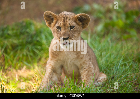 Lion de Barbarie (Panthera leo leo) assis dans l'herbe haute Banque D'Images