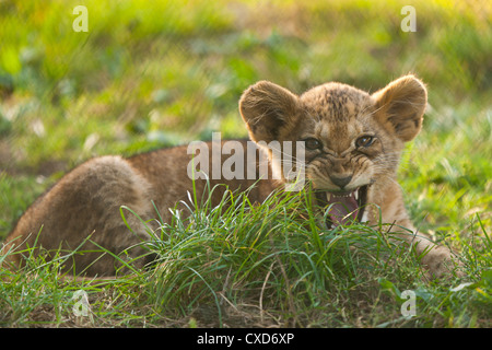 Lion de Barbarie (Panthera leo leo) couché dans l'herbe haute Banque D'Images