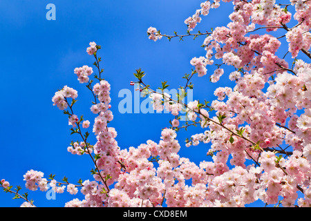 Printemps Les fleurs de cerisier (rose) et le fond bleu Banque D'Images