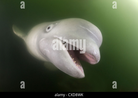 Portrait sous-marin de Beluga avec une bouche ouverte. Béluga (Delphinapterus leucas) de la mer du Japon, Extrême-Orient, Primorsky Krai, Fédération de Russie Banque D'Images