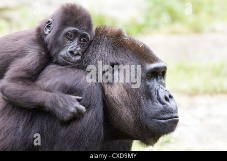 Close-up of mother gorille de plaine de l'ouest (Gorilla gorilla) carnying bébé sur son dos, Pays-Bas Banque D'Images