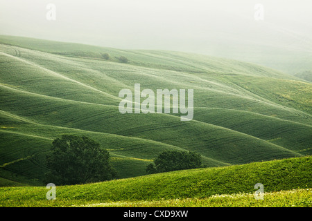 Paysage vallonné de la Toscane dans la brume Banque D'Images