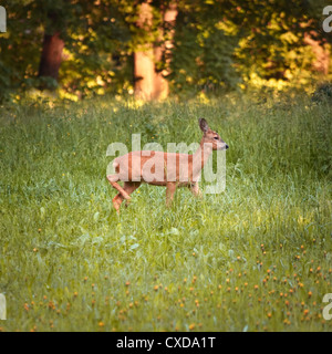 Roe deer doe debout dans la nature libre Banque D'Images