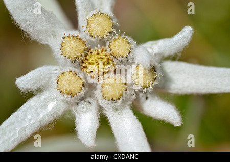 Macro de fleur d'edelweiss (Leontopodium alpinum) vu de dessus dans les Alpes à La Plagne, Savoie. Banque D'Images