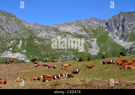 Les vaches brunes couché dans les Alpes en Savoie à La Plagne Banque D'Images