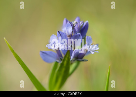 Polygale incarnat Polygala vulgaris, commune, UK Banque D'Images