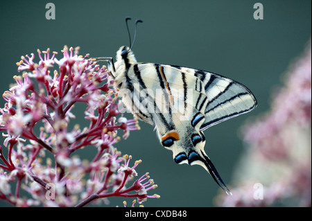 Les rares Swallowtail Butterfly, Iphiclides podalirius, Banque D'Images