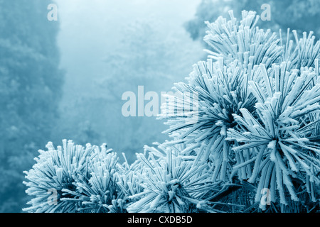 brouillard glacé sur arbre Banque D'Images