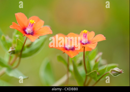 Mouron rouge Anagallis arvensis, la baie de Sandwich, Kent, UK Banque D'Images