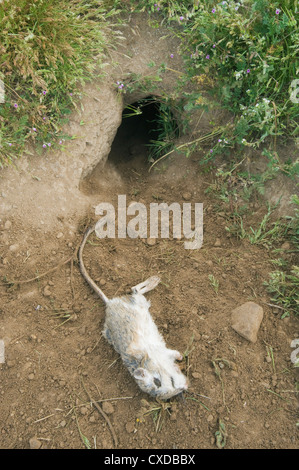 Rat kangourou géant carcasse au den entrée de San Joaquin Fox de Kit (Vulpes macrotis mutica) Carrizo Plain National Monument Banque D'Images