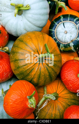 Différentes variétés de courges et citrouilles légumes après la récolte. Banque D'Images