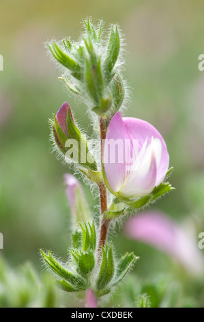 Common Restharrow, Ononis repens la baie de Sandwich, Kent, UK Banque D'Images