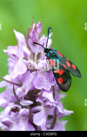 Six-Spot Burnet Moth, Zygaena filipendulae, la baie de Sandwich, Kent, UK Banque D'Images