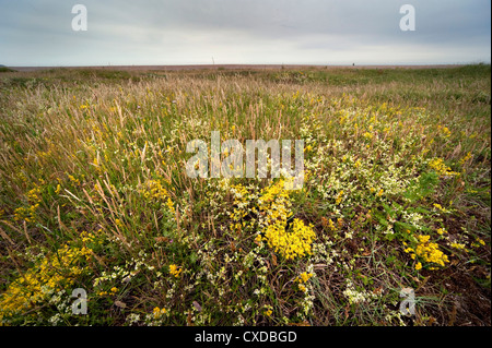 La baie de Sandwich, Kent UK Banque D'Images