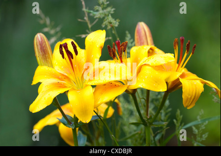 Fleur de lys jaune, Lilium, Jardin Kent UK, Banque D'Images