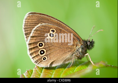 Aphantopus hyperantus un papillon, Cowden, pâturages, Kent UK Banque D'Images