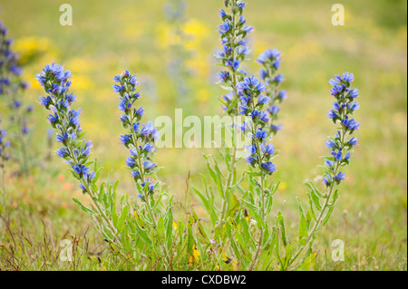 , Echium vulgare Vipérine commune, la baie de Sandwich, Kent, UK Banque D'Images