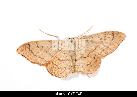Vague ruban papillon, Idaea aversata, UK Banque D'Images