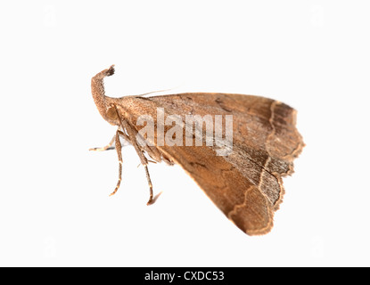 Le museau Hypena proboscidalis Papillon, DE, UK Banque D'Images