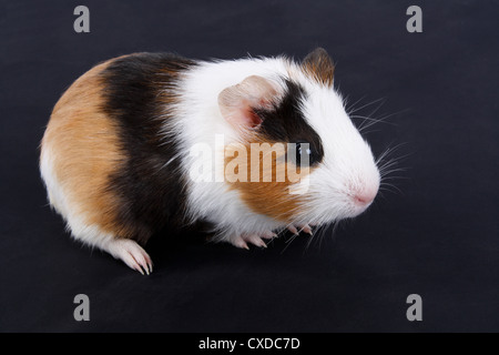 cochon d’Inde Banque D'Images