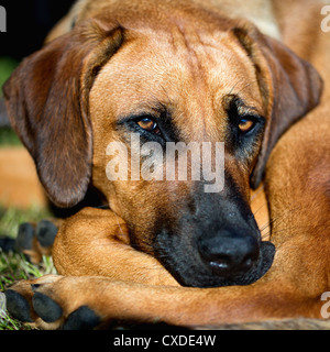 Portrait détaillé d'un Rhodesian Ridgeback dog Banque D'Images