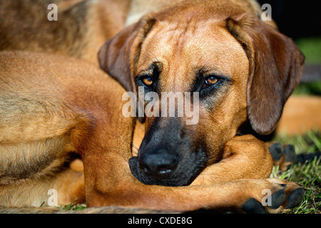 Portrait détaillé d'un Rhodesian Ridgeback dog Banque D'Images