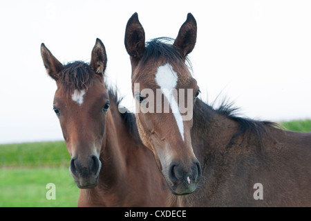 Portrait de chevaux. Banque D'Images