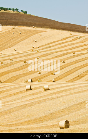 Magnifique bottes de foin sur le terrain dans le contexte Banque D'Images