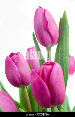 Close-up des tulipes roses isolated on white Banque D'Images