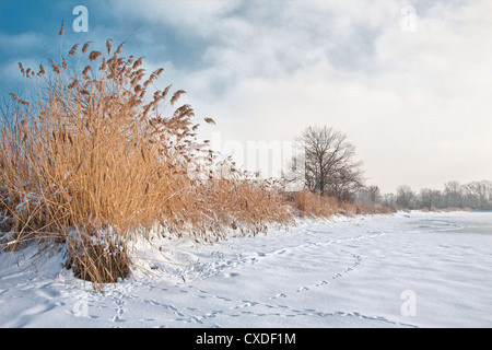 Paysage d'hiver Banque D'Images