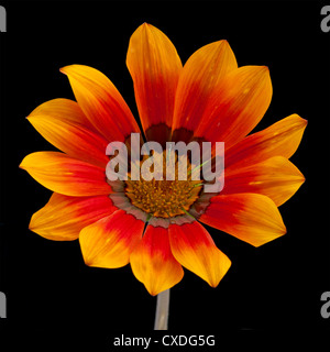 Gazania sur fond noir Banque D'Images