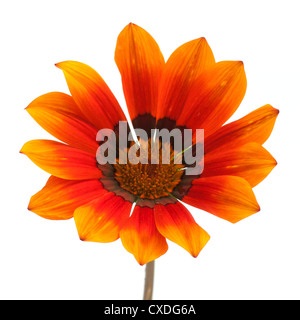 Gazania sur fond blanc Banque D'Images