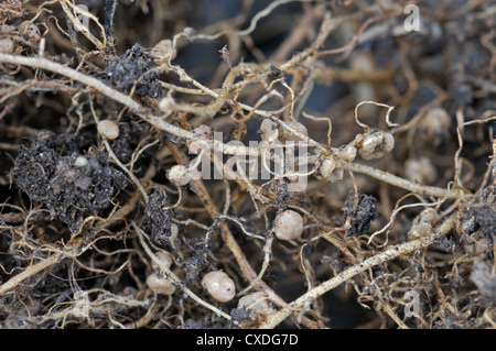 Fixation de l'azote nodules contenant des bactéries sur racine de runner bean. Banque D'Images