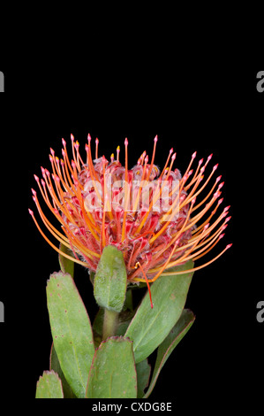 Pin Cushion Protea : Leucospermum cordifolium Banque D'Images