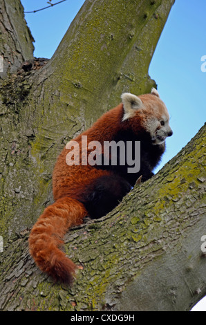 Le panda rouge Banque D'Images