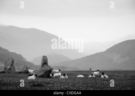 Les moutons se reposant à les menhirs de cercle de pierres de Castlerigg Banque D'Images