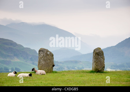 Les moutons se reposant à les menhirs de cercle de pierres de Castlerigg Banque D'Images