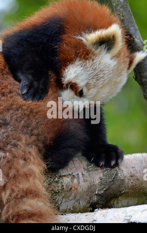 Le panda rouge Banque D'Images